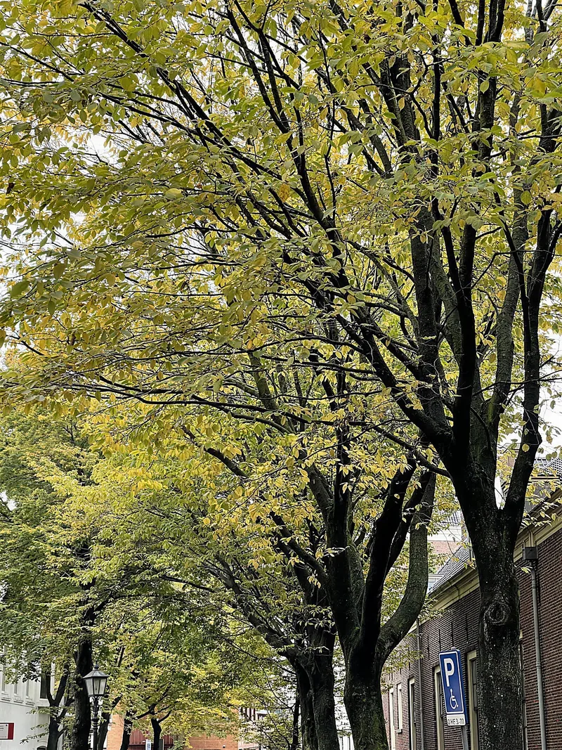 The trees along the Krocht in Haarlem